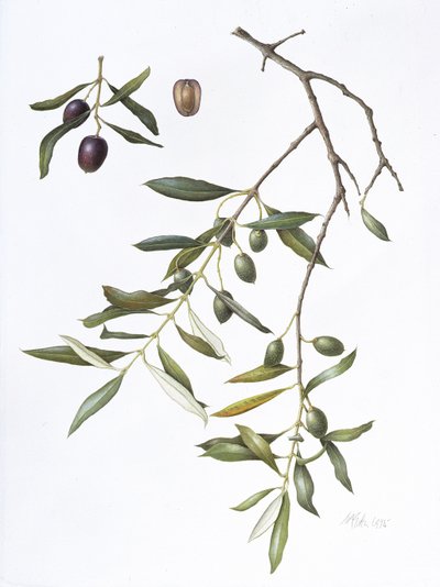Olive by Margaret Ann Eden